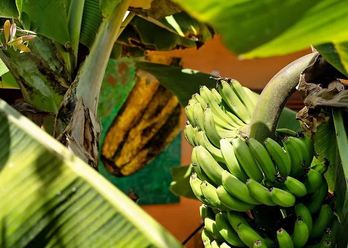 Pensionat Energy Garden Bajamar (La Laguna)