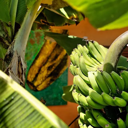 Guest house Energy Garden Bajamar (La Laguna)